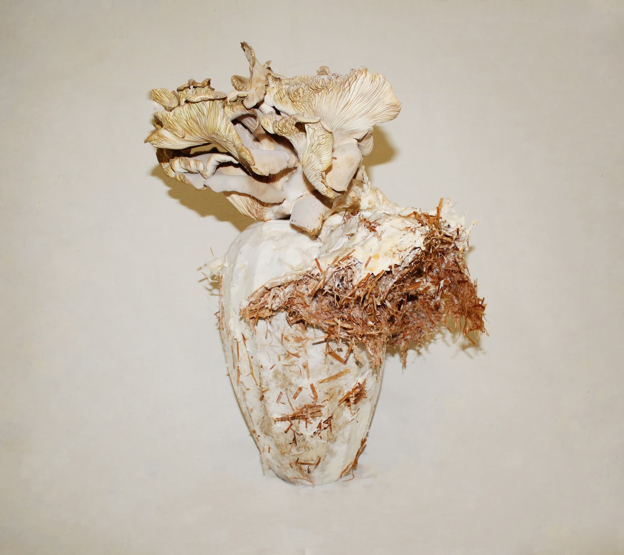 PORCELÁN × MYCELIUM - 4