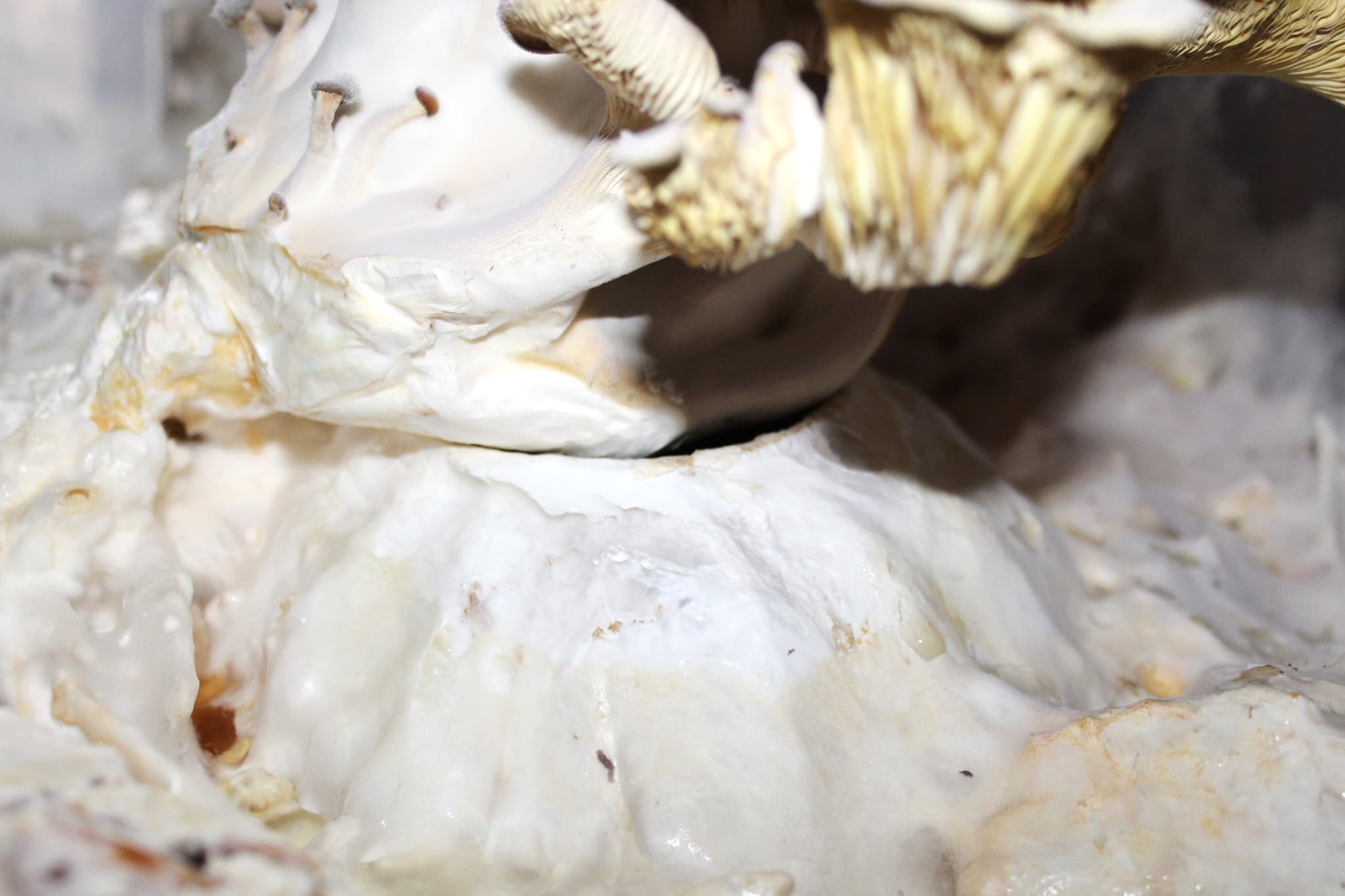 PORCELÁN × MYCELIUM - 9