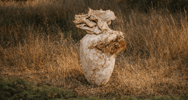 PORCELÁN × MYCELIUM